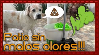 Secretos de limpieza: Cómo deshacerte del olor de orina y pipí de perro en el patio