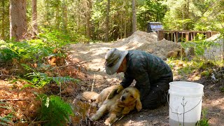 Cali (my dog) Collapses While I'm Building my OFF GRID Log Cabin Basement