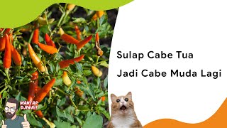 4 Cara Meremajakan Tanaman Cabe  Tua dengan Tepat