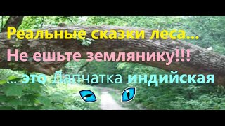 Львів. Сказка леса НЕ ешьте - Не земляника Кто Потерял?