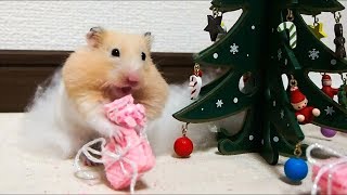 ASMR ♯2 ハムスターのクリスマス咀嚼音!音フェチおもしろ可愛いハムスター Christmas to enjoy the Funny hamster mastication sound!