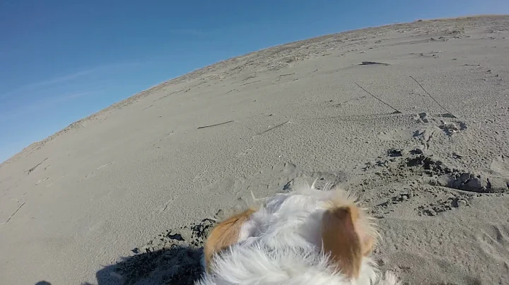 Sadie at the Beach