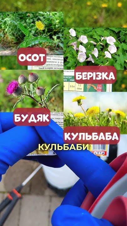 Чим обробити газон від бур'яну? Як знищити кульбабу та будяки на газоні ...