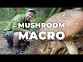 Mushroom Macro Photography