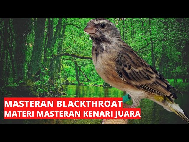 masteran blackthroat materi rapat untuk kenari juara class=