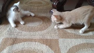 Rescue Kitten Has Extra Energy He Keeps Everyone On Their Toes