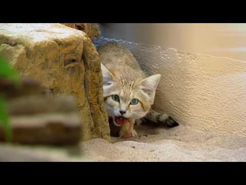 Video: Sammetskatt: Utseende, Livsmiljö, Beteende Och Näring, Att Hålla En Sandkatt Hemma, Foto