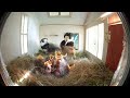 【Dreamlife 01】Nesting of wild birds at the tiny house nest box