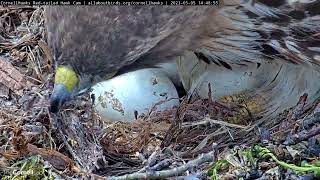 Close-up Camera Work Reveals Pipped Egg at the #CornellHawks | May 5, 2023