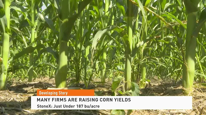 Why Are Corn Prices So Low?