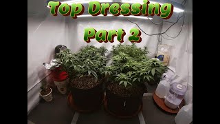 Week 11 Photoperiod Grow (Top Dressing Part 2)