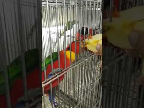 Yellow Bibbed Lorykeet #shorts #viral #birds