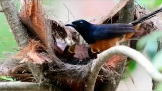 murai batu beranak di hutan