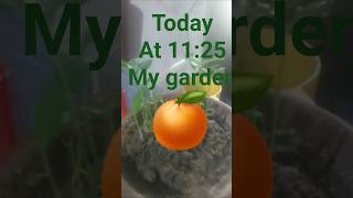 #newvideo #gerdening #orangeplant #update #2026 #viralvideo #cute #funny