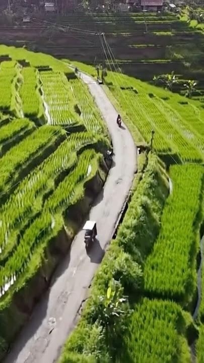 Ijo royo royo negriku #orauploadorabayaran #sawah #shortvideo #storywa #nature #pemandanganbagus