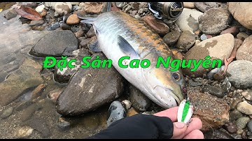 Vitamin Fishing►Câu Loài Cá Đẹp Nhất Tây Nguyên◄Bluemahseer Fish