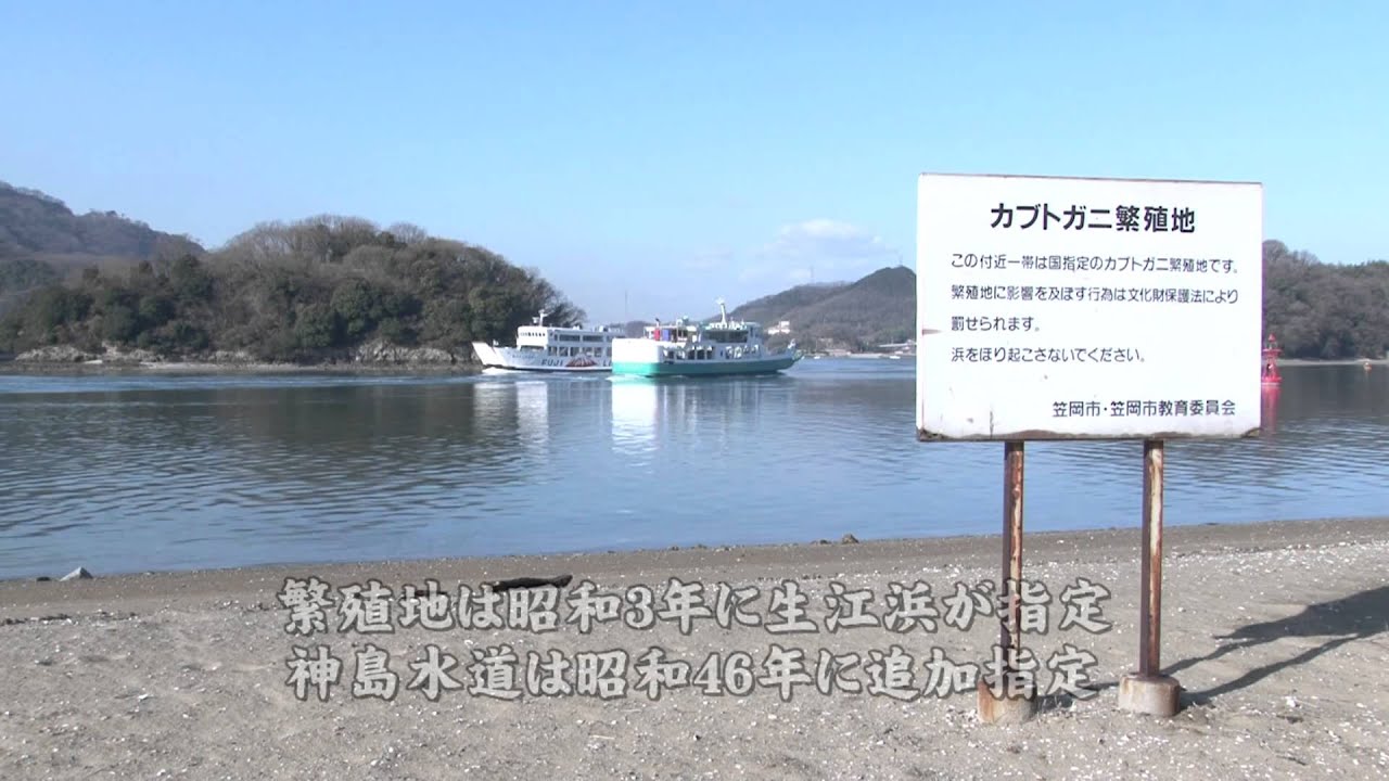 カブトガニが棲むまち