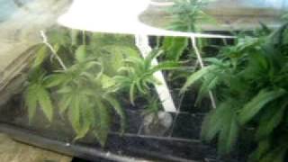 tbones grow room update
