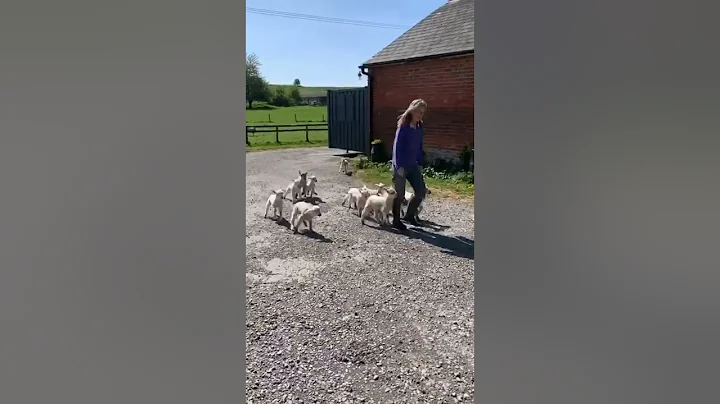 Feed My Lambs