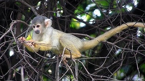 Dozens of ill-treated monkeys rescued in South Africa