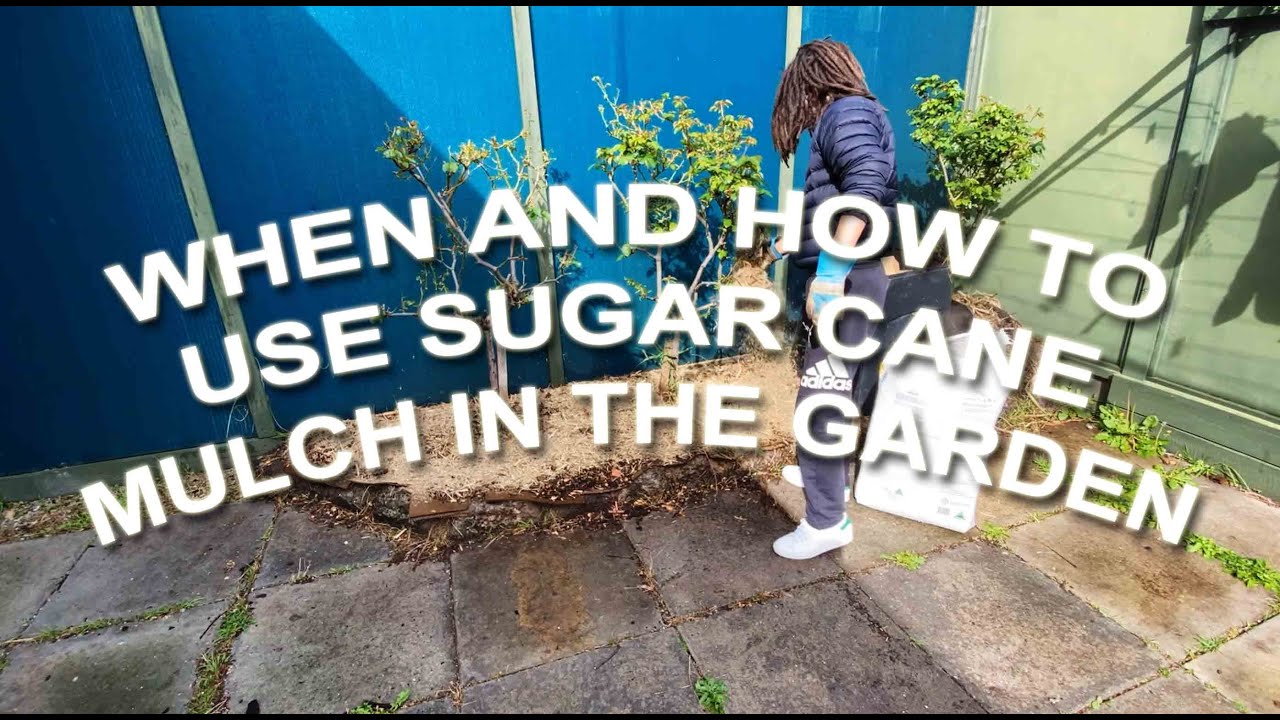When and How to Use Sugar Cane Mulch in your garden YouTube