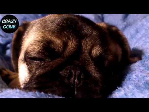 ЛУЧШИЕ ПРИКОЛЫ ПРО МОПСОВ #1 (ЛУЧШИЕ СОБАКИ) Funny Dogs only Pug Videos  Pug Compilation Нарезкин TV