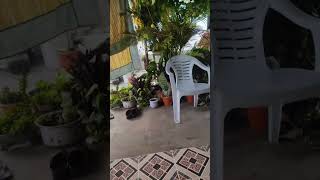 p johnsi is live| Terrace garden| Kakinada