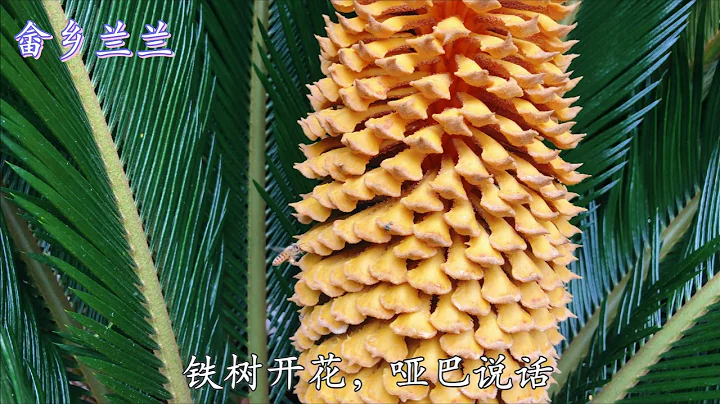 「鐵樹」開花這麼壯觀！可惜不是人人都能見到，看花還能分辨公母 - 天天要聞