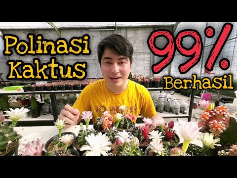 Video: Dapatkah gymnocalycium melakukan penyerbukan sendiri?