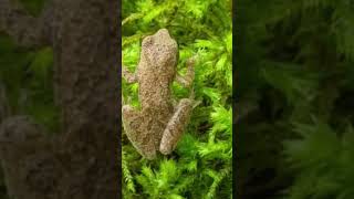 #Different types of Bryophytes#