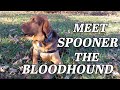 Living with a Bloodhound