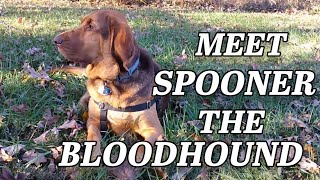 Living with a Bloodhound