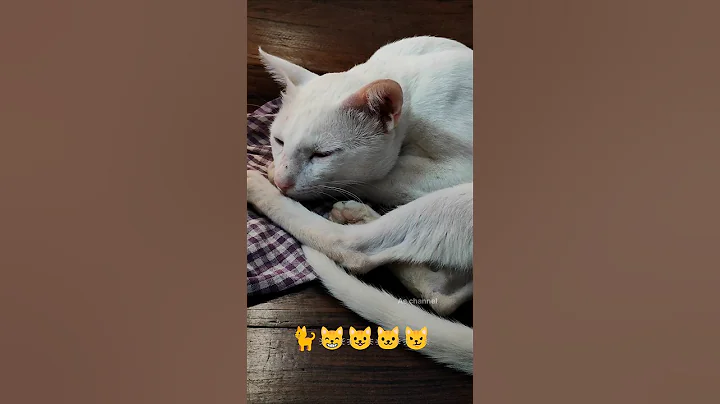 Watch the video about 😸#trending #cat #cats #catvideos #viral #viralvideos #explore #funny #comedy #shorts #youtube #meow
