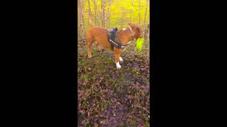 Un Chien Qui Aime Bouger Malko American Staff