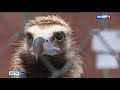В Заветинском районе Ростовской области ветеринары спасли краснокнижного орлана