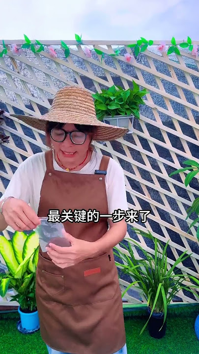 Download lagu Don t buy osmanthus flowers even if you have money because they can survive by random cutt