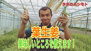 生姜 葉生姜 の美味しい食べ方教えます 今が旬です タネのハシモト Youtube