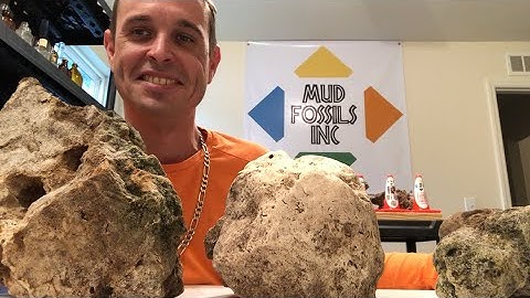 Mud Fossil Heads & Skull