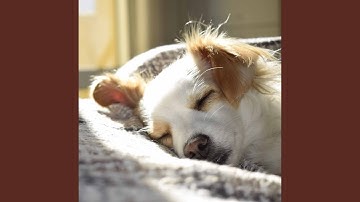 Background for Lazy Doggo