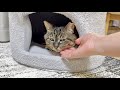 【悲報】数日ぶりに帰宅すると想像以上の塩対応だった猫がこちら…