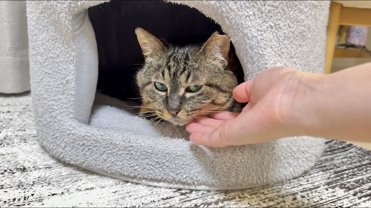 【悲報】数日ぶりに帰宅すると想像以上の塩対応だった猫がこちら…