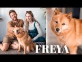 WE ADOPTED A DOG 🐕🦊 Q&A with our beautiful rehome, Freya the Finnish Spitz!