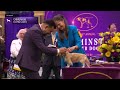 Chihuahuas long coat  breed judging 2024