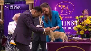 Chihuahuas (Long Coat) | Breed Judging 2024