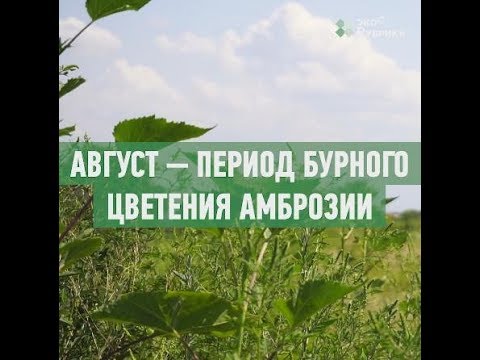 Как победить амброзию? Опасный сорняк на наших улицах