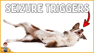 STOP your dog's seizures by identifying these triggers...(veterinarian explains) by Our Pets Health 584 views 3 months ago 5 minutes, 16 seconds