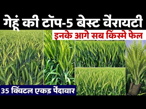 Best Wheat Varieties🌾TOP 5 BEST WHEAT VARIETIES | Excellent Varieties for Early/Timely Sowing