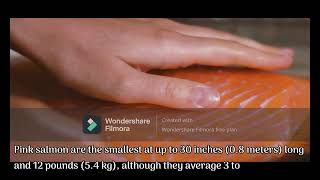 Salmon Fish Facts Explain in 1 minute. by Breed-ë 31 views 1 year ago 1 minute, 25 seconds