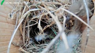 Wild Garden House Sparrow's Nestcam Day 41