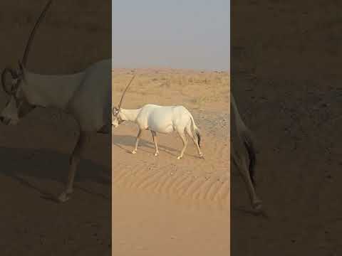Oryx/Animals/Unicorn/National Animal of Uae/Dubai Desert Conservation Reserve/Dubai/info with sagar